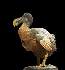 Dodo illustration